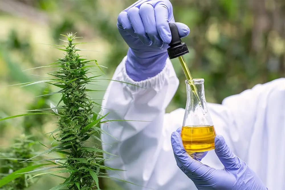 You are currently viewing An Up-Close Look at the Value of Cannabis Extracts for Manufacturers