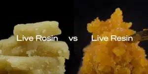 Read more about the article Live Rosin vs Live Resin: What is the Difference?