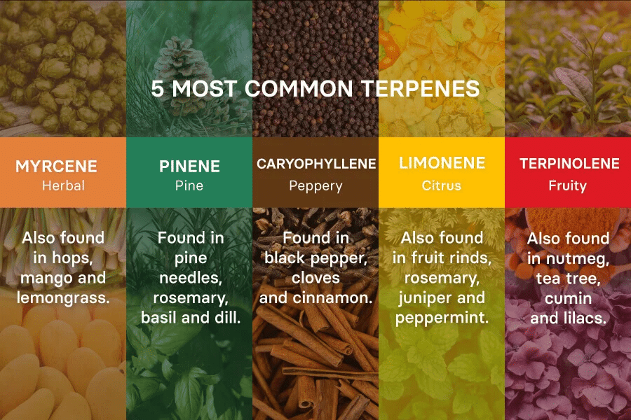 5 Most Common Terpenes