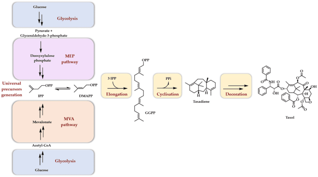 How Terpenes are Produced