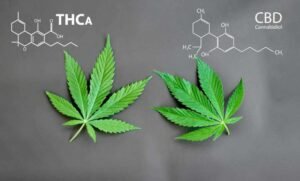 Read more about the article THCA vs. CBD: Key Differences