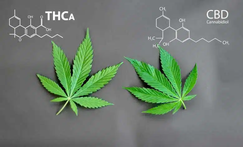 You are currently viewing THCA vs. CBD: Key Differences