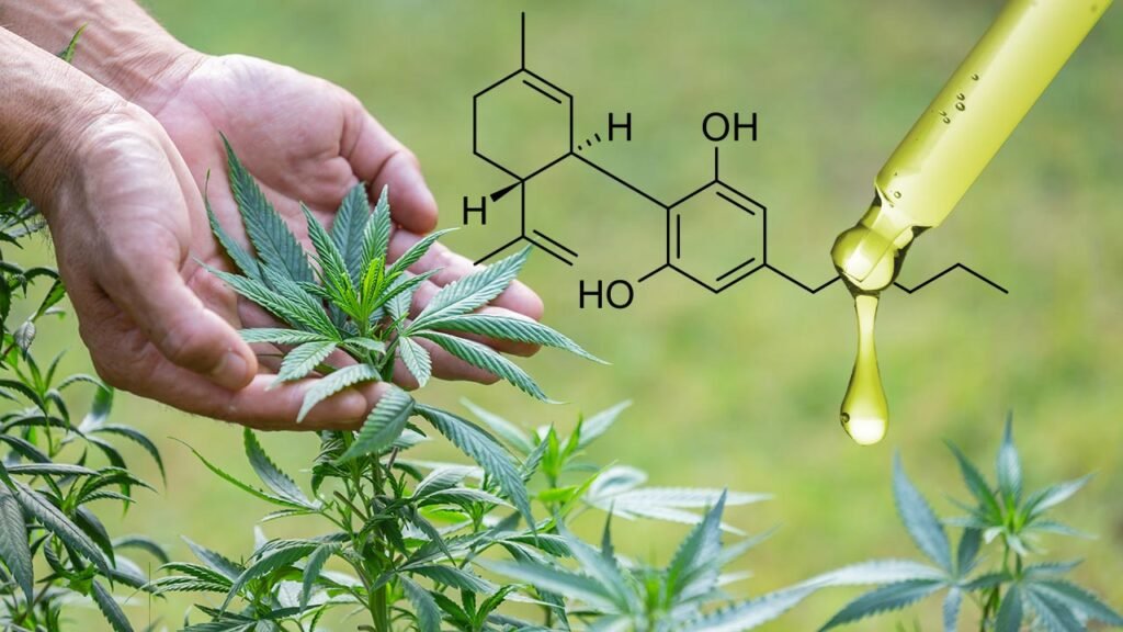 Cannabis Terpenes: A Comprehensive Guide