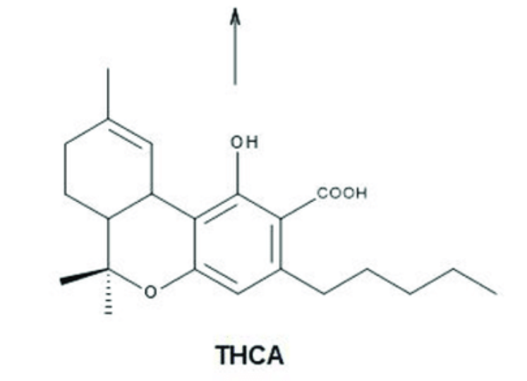 What is THCa?