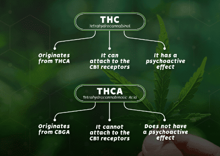 Cannabinoid Basics: THC and THCA