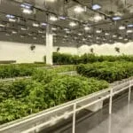 Cannabis Grow Facility Design 101