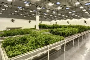 Read more about the article Cannabis Grow Facility Design 101