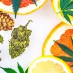 Top 5 Cannabis Terpenes and Their Benefits: What You Need to Know