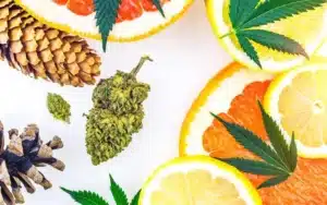 Read more about the article Top 5 Cannabis Terpenes and Their Benefits: What You Need to Know