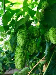 What Are Hop Terpenes?