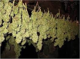 Drying Cannabis: The First Step