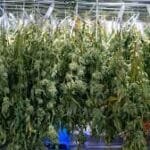 Drying and Curing Cannabis: Secrets to Preserving Quality and Flavor