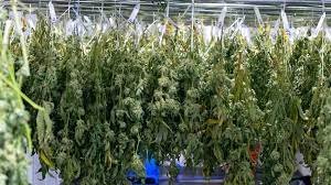 Read more about the article Drying and Curing Cannabis: Secrets to Preserving Quality and Flavor