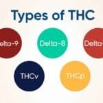 Types of THC and Their Effects: What You Need to Know