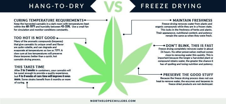 Why Drying and Curing Your Cannabis Is So Important