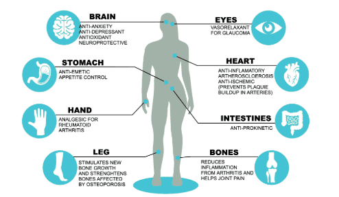 How Does Delta-10-THC Affect the Body?