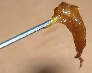 What is BHO Extraction?